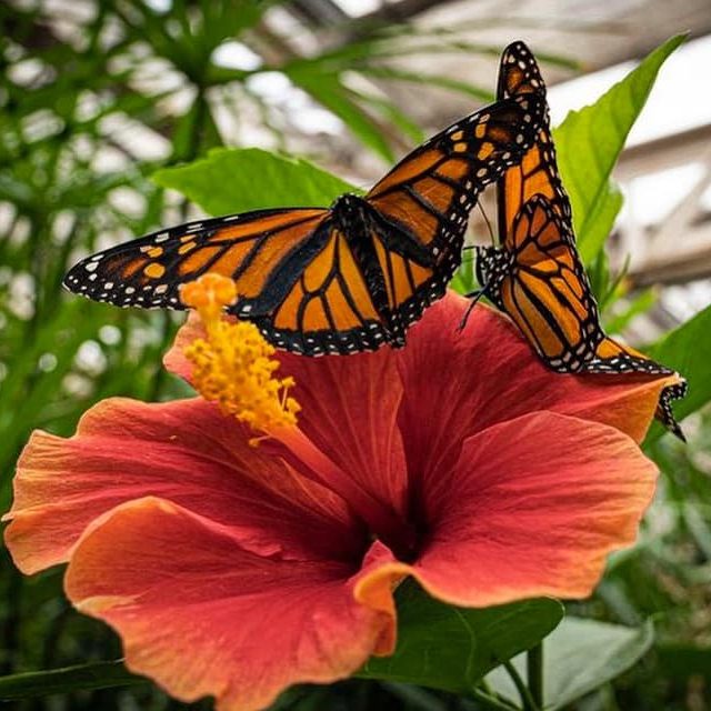 butterfly-pavilion-westminster